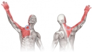 Scalene_referral