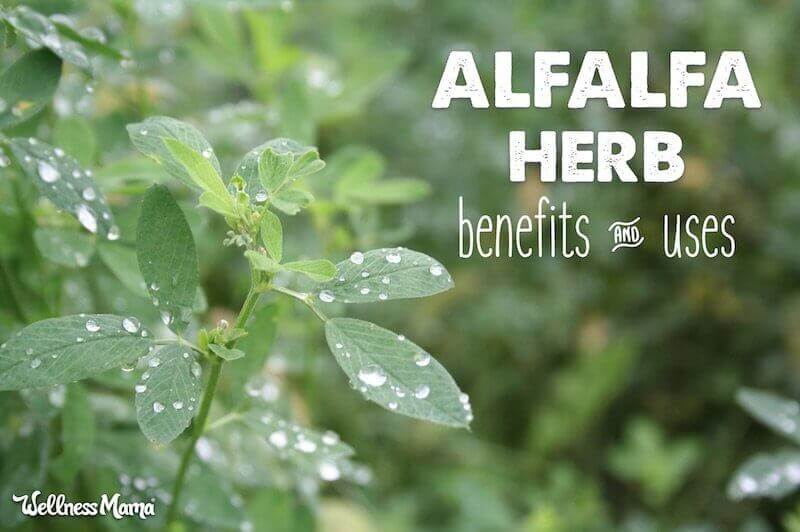 Alfalfa Benefits Uses For Improved Health